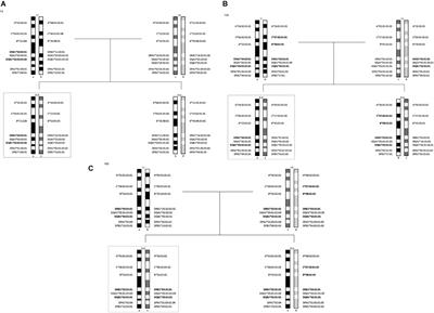 Segregation Analysis of Genotyped and Family-Phased, Long Range MHC Classical Class I and Class II Haplotypes in 5 Families With Type 1 Diabetes Proband in the United Arab Emirates